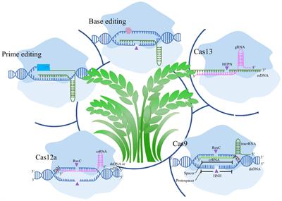 Recent advances of CRISPR-based genome editing for enhancing staple crops